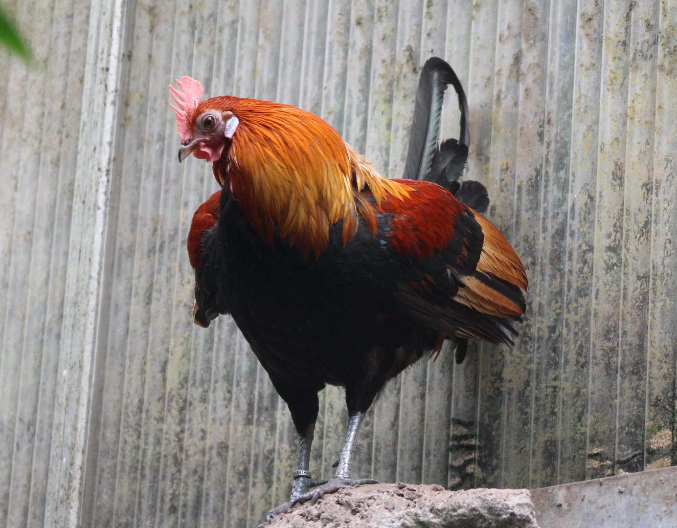 Red junglefowl