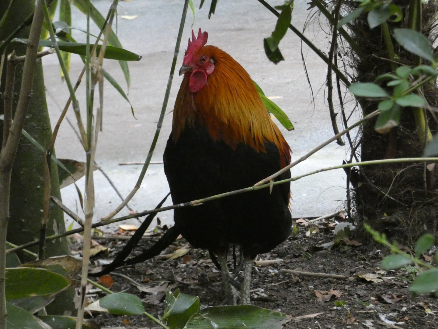 Red junglefowl