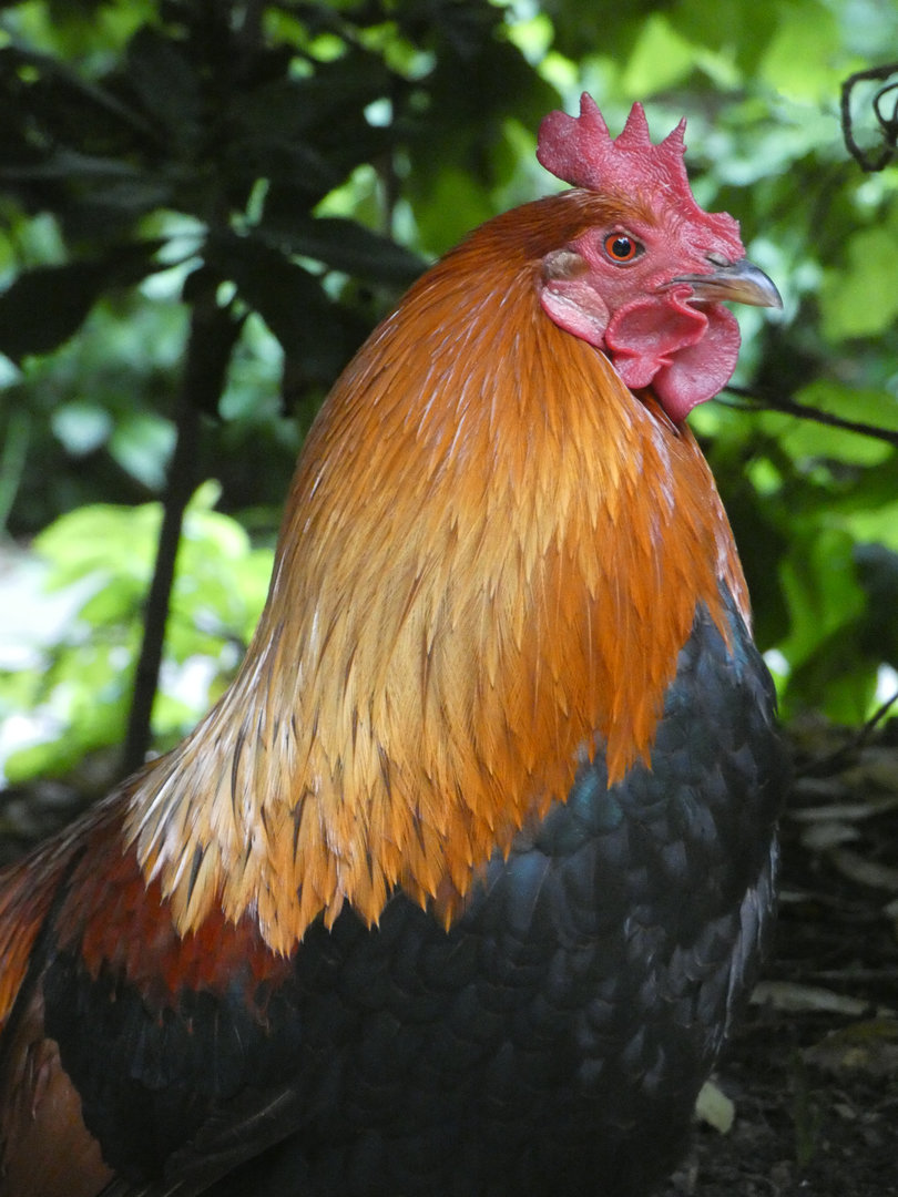 Red junglefowl