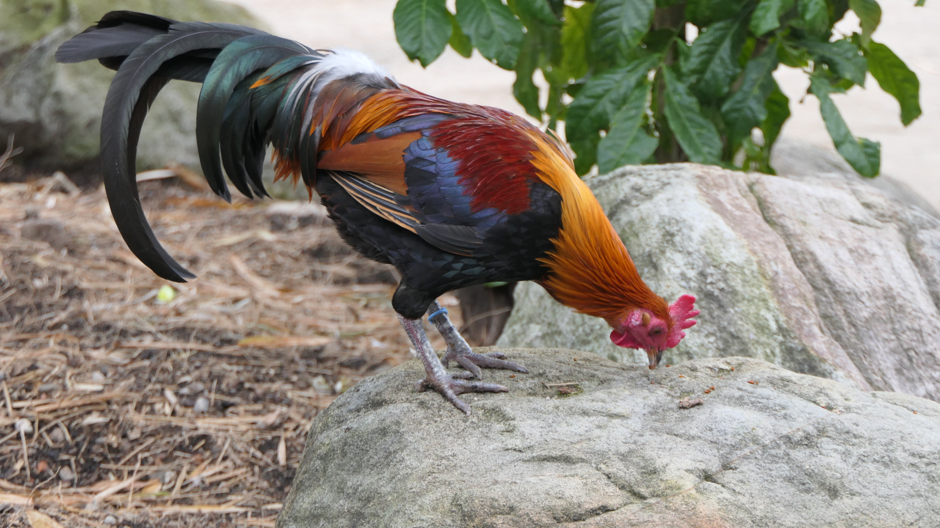 Red Junglefowl