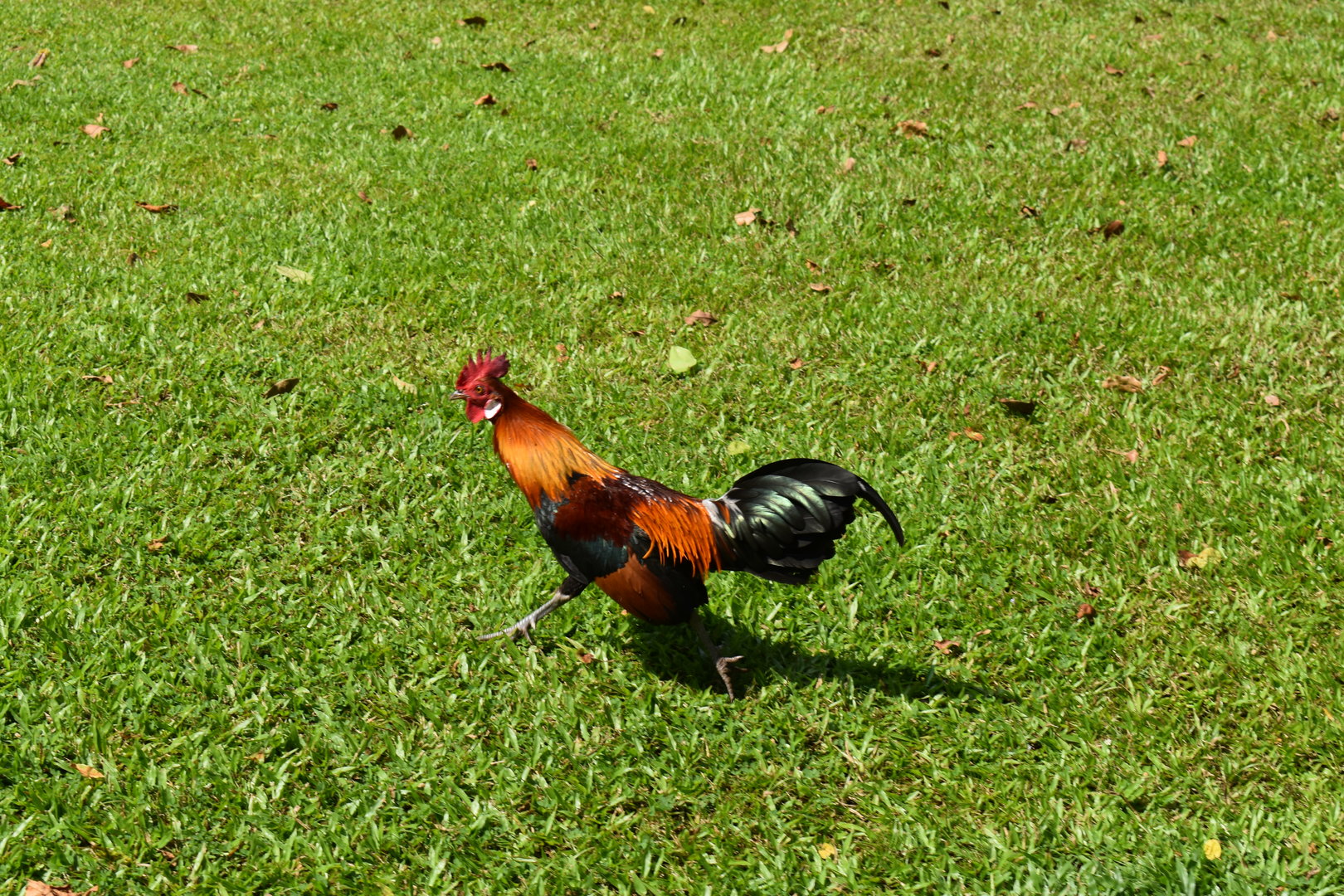 Red Junglefowl