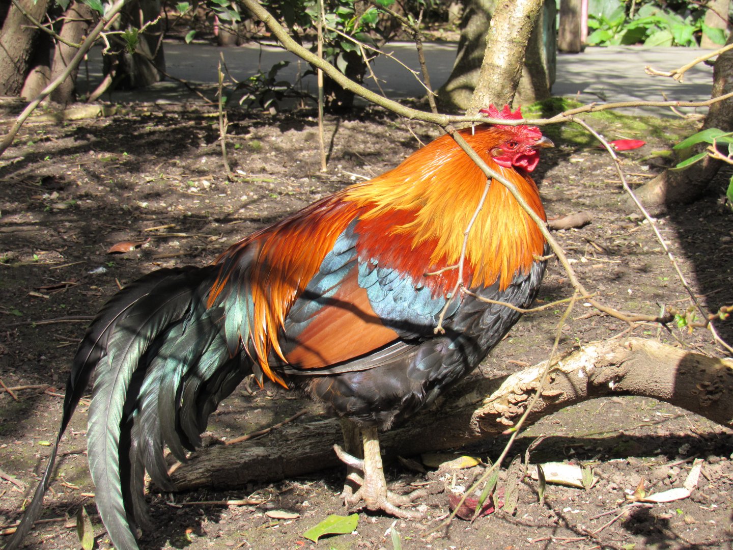 Red junglefowl
