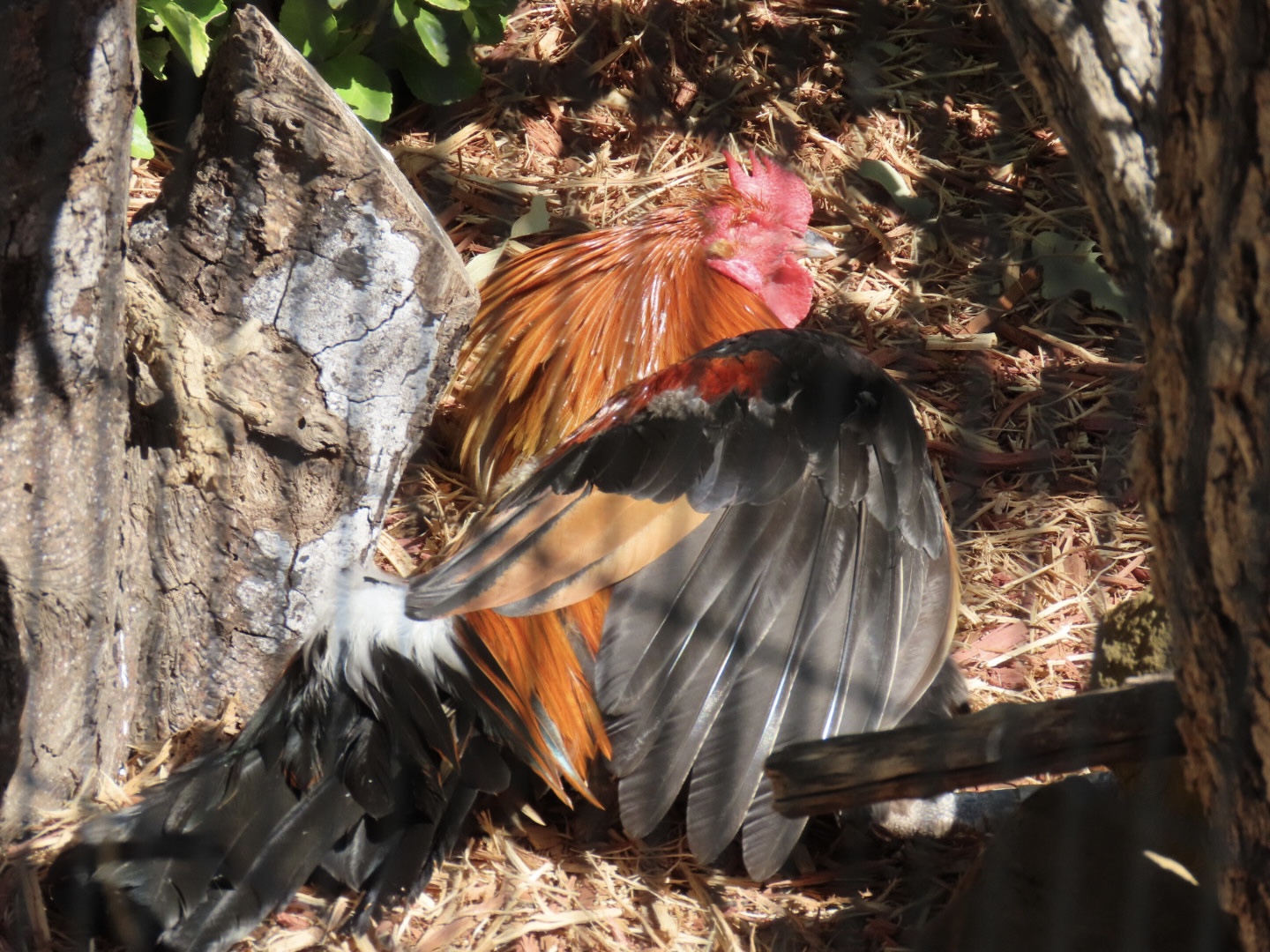 Red Junglefowl