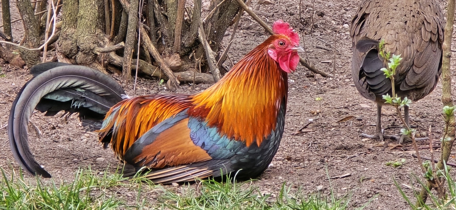 Red junglefowl