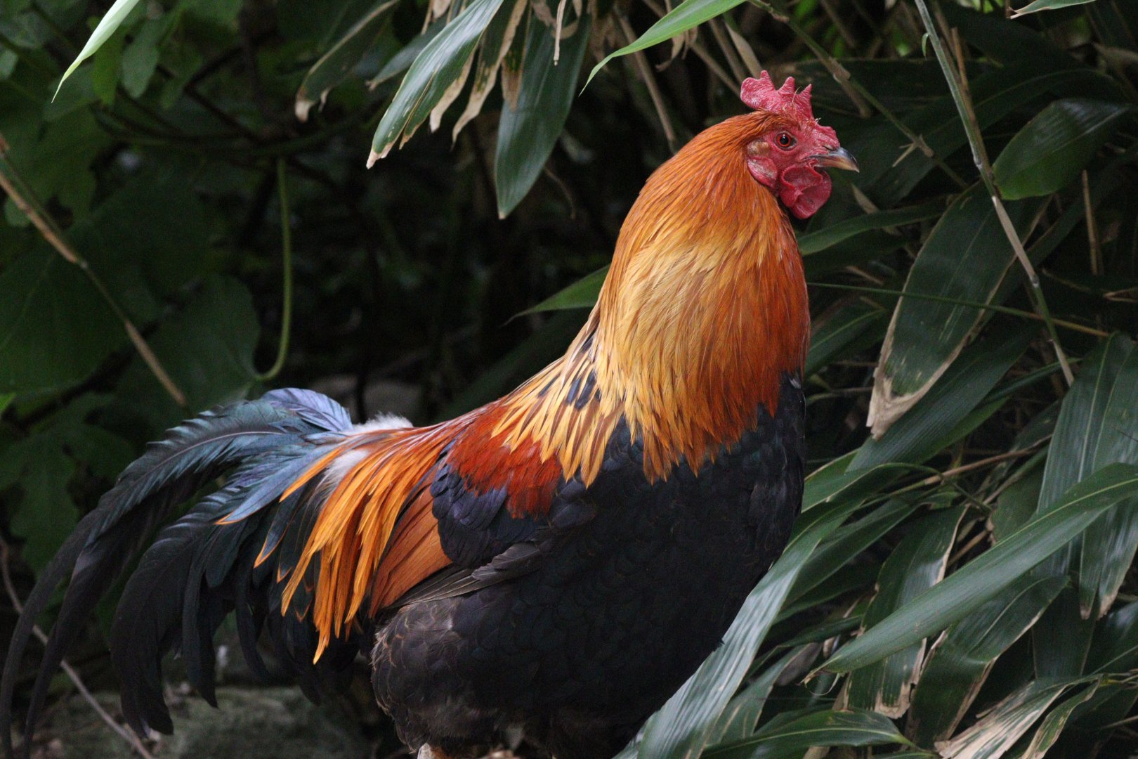 Red Junglefowl