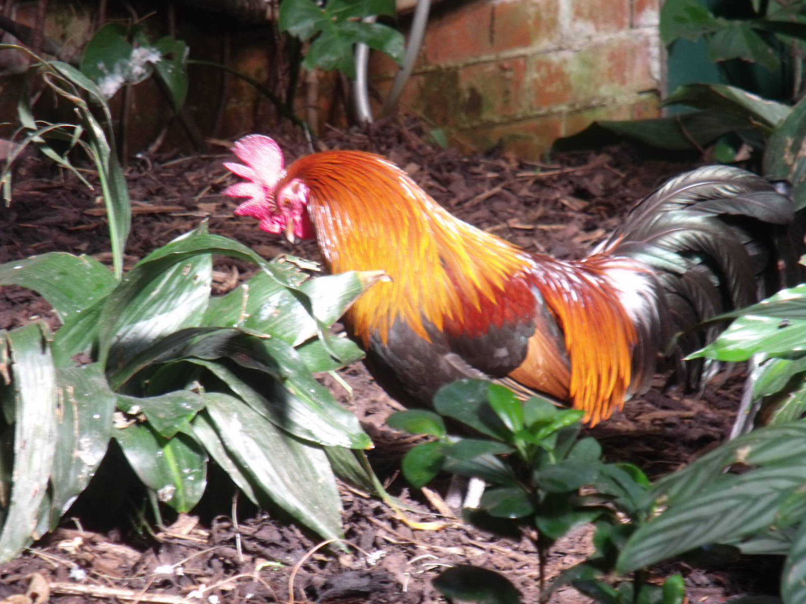 Red Junglefowl