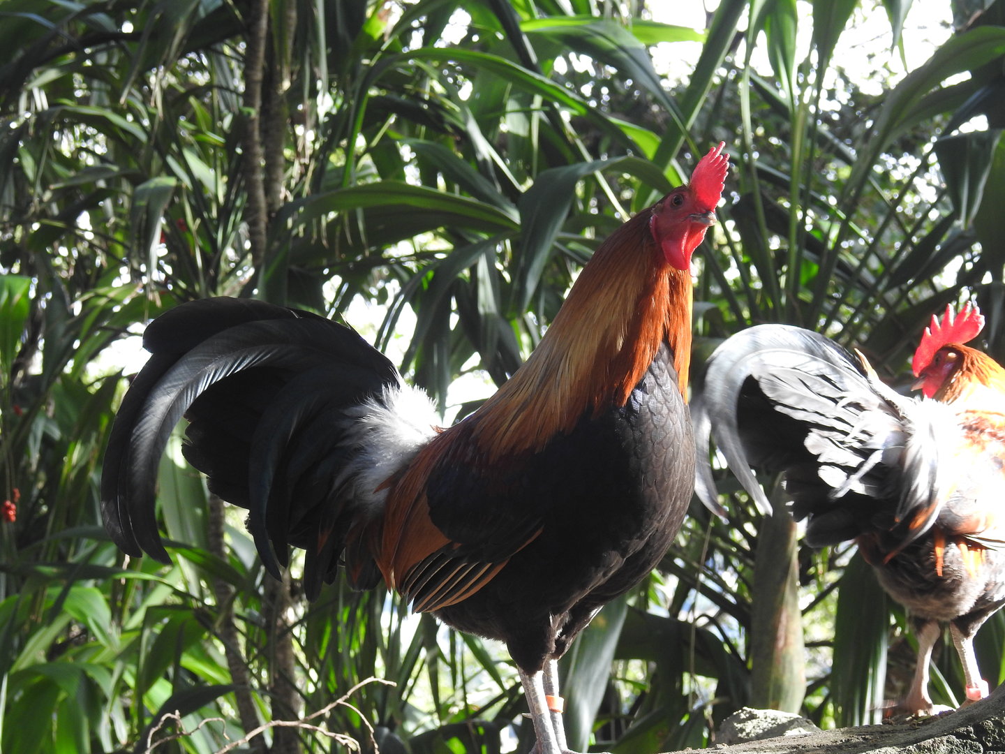Red Junglefowls (males)