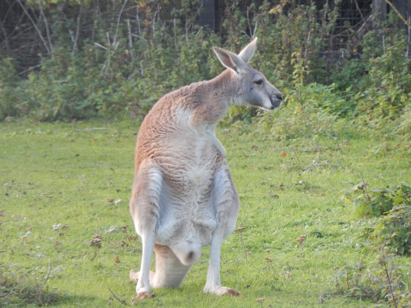 Red kangaroo 011125