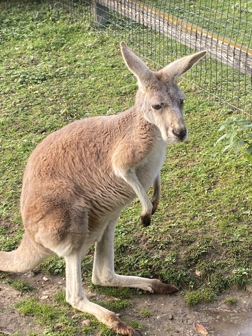 Red kangaroo 011125