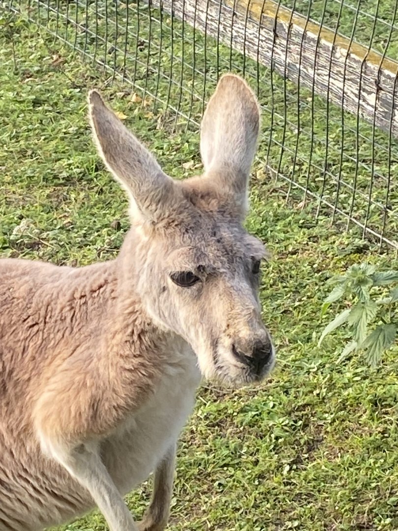Red kangaroo 011125