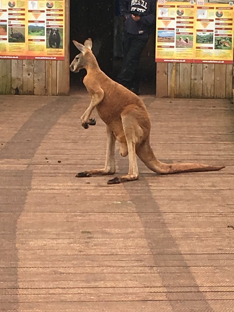 Red kangaroo 020817