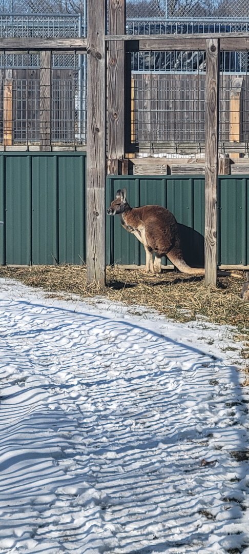 Red Kangaroo (1/25/25)