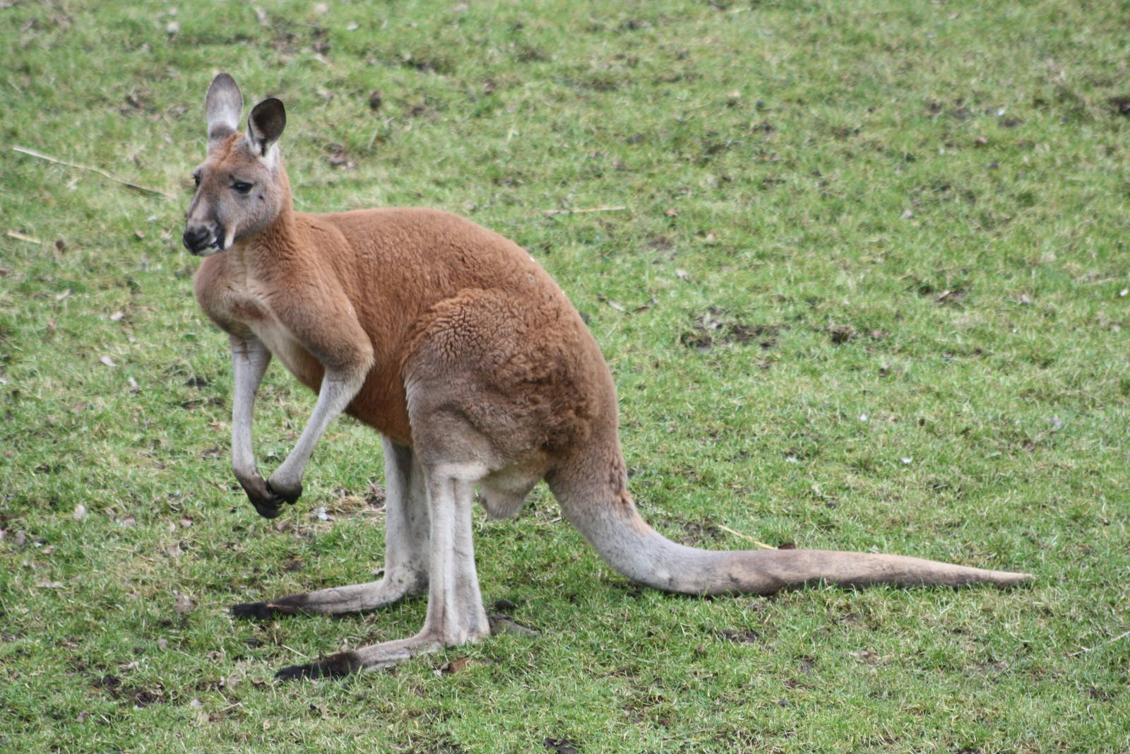 Red Kangaroo, 18th February 2015