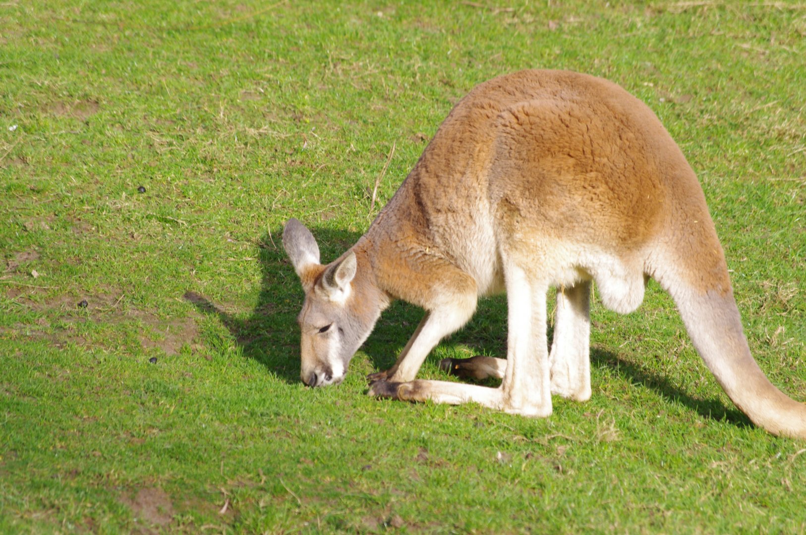 Red Kangaroo- 19/2/2024