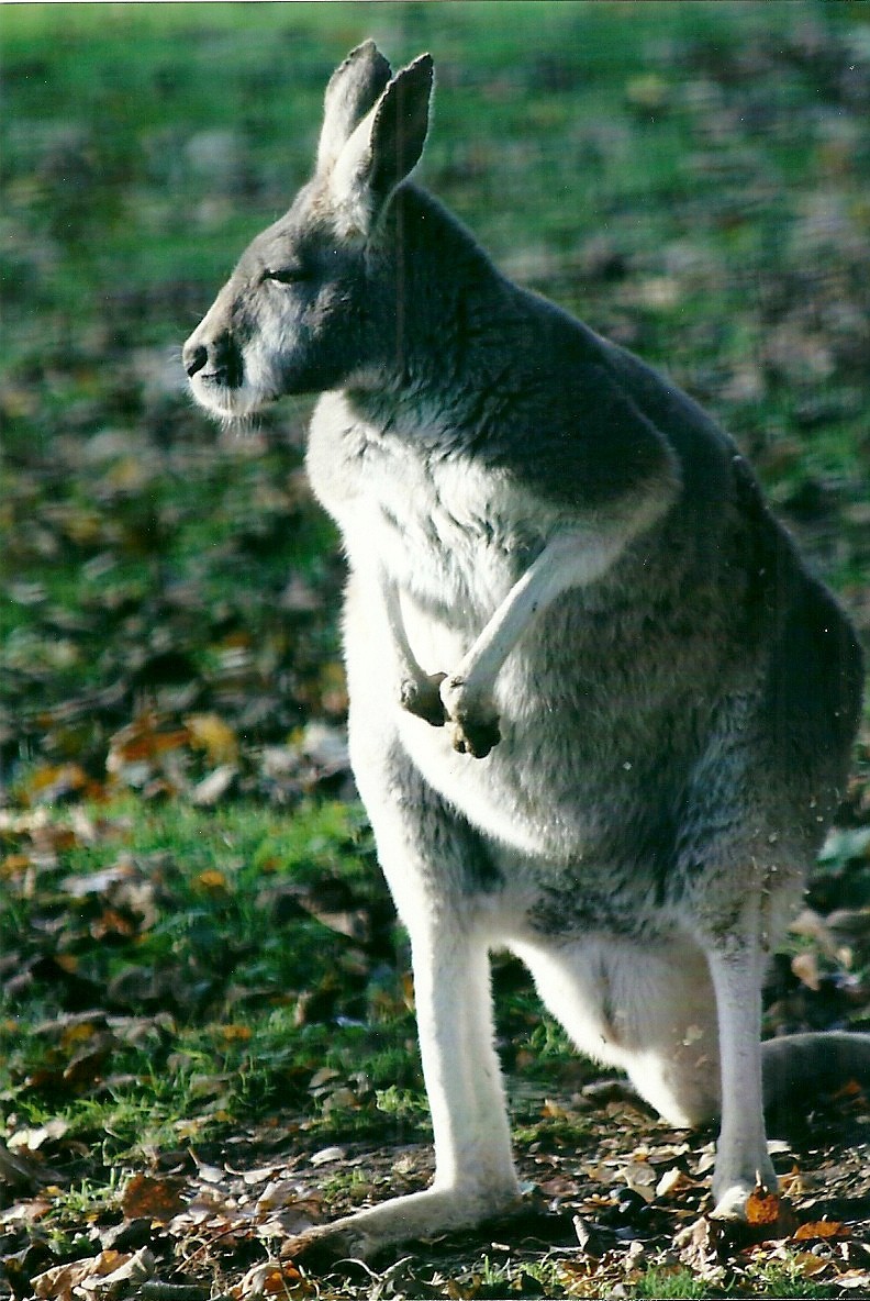 Red Kangaroo 1st November 2012