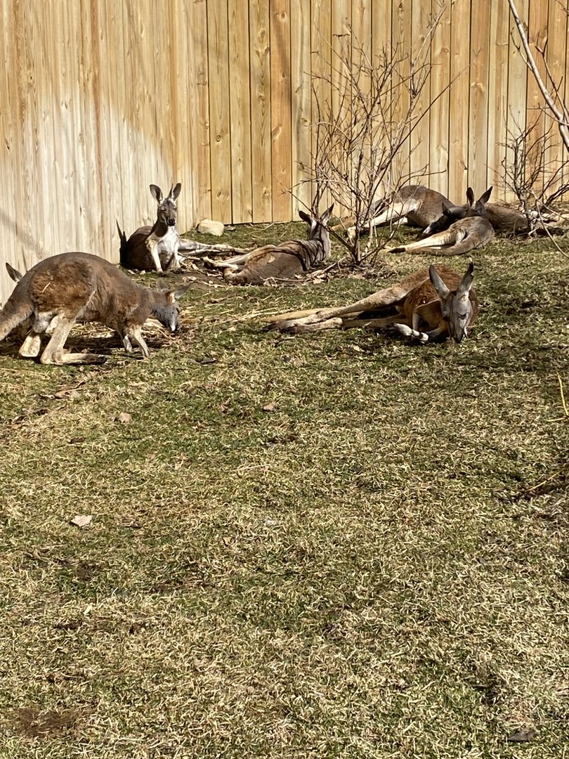 Red Kangaroo - 2/12/2023