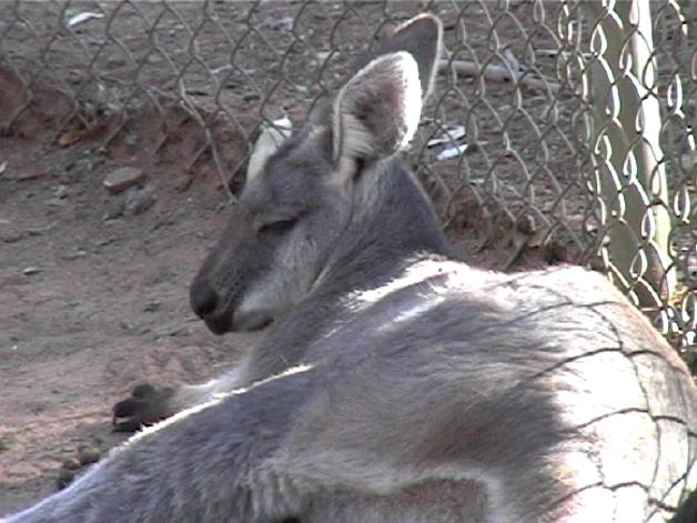 Red Kangaroo (2004)