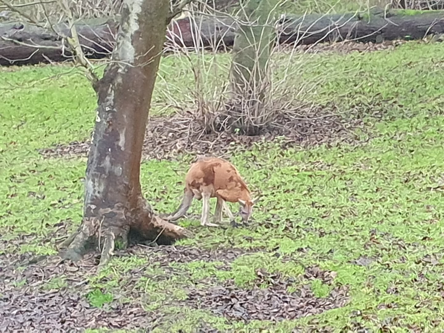 Red Kangaroo 3/1/24