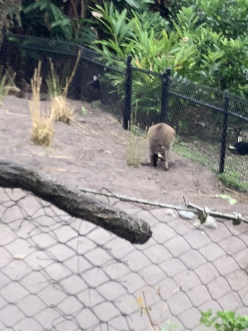 Red Kangaroo 3/18/24