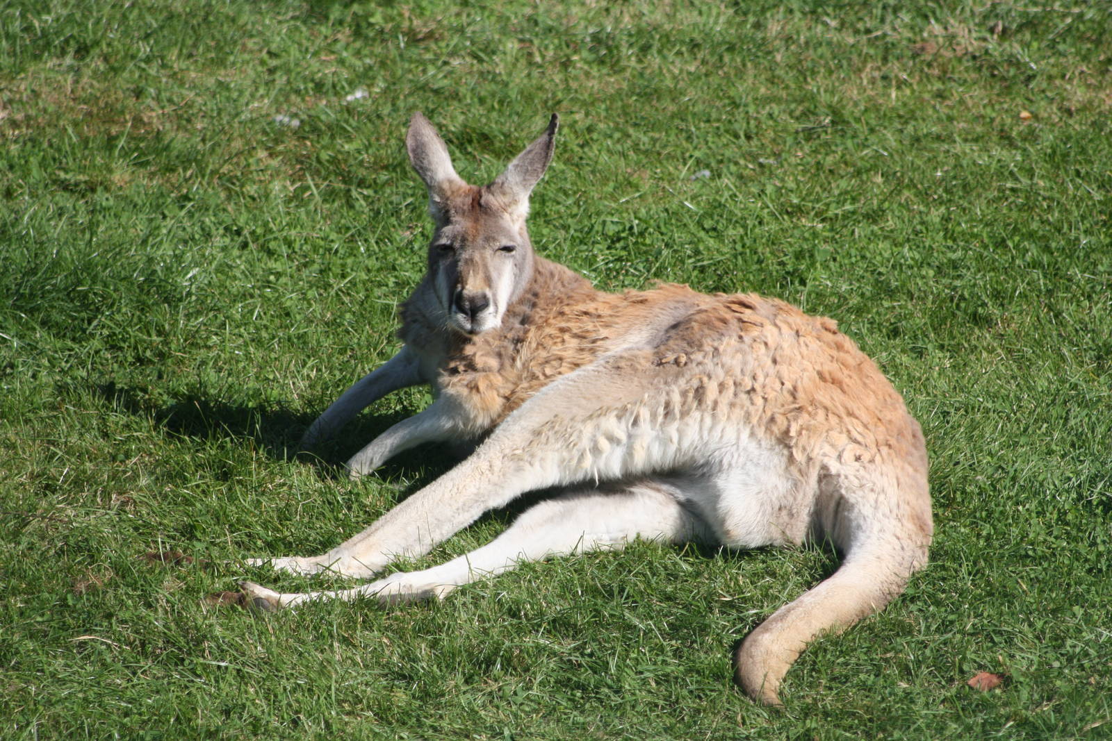 Red Kangaroo, 4th August 2014
