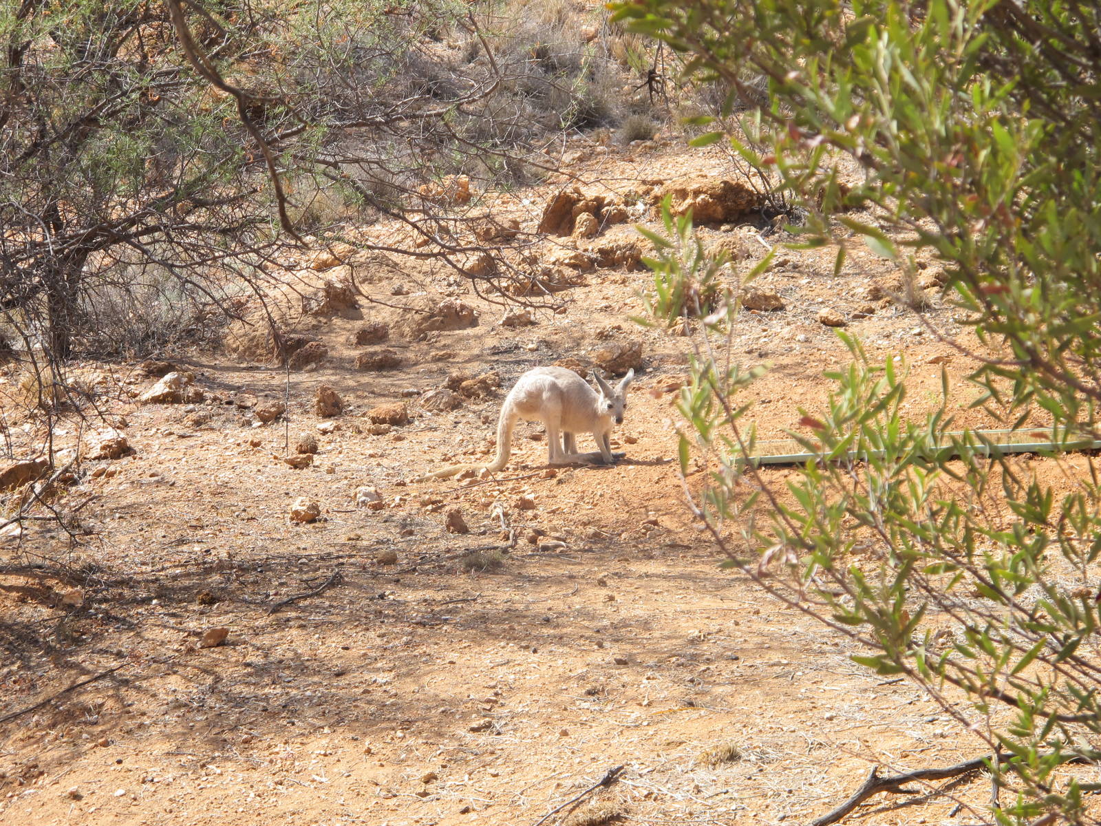 Red Kangaroo, Alice Springs, NT