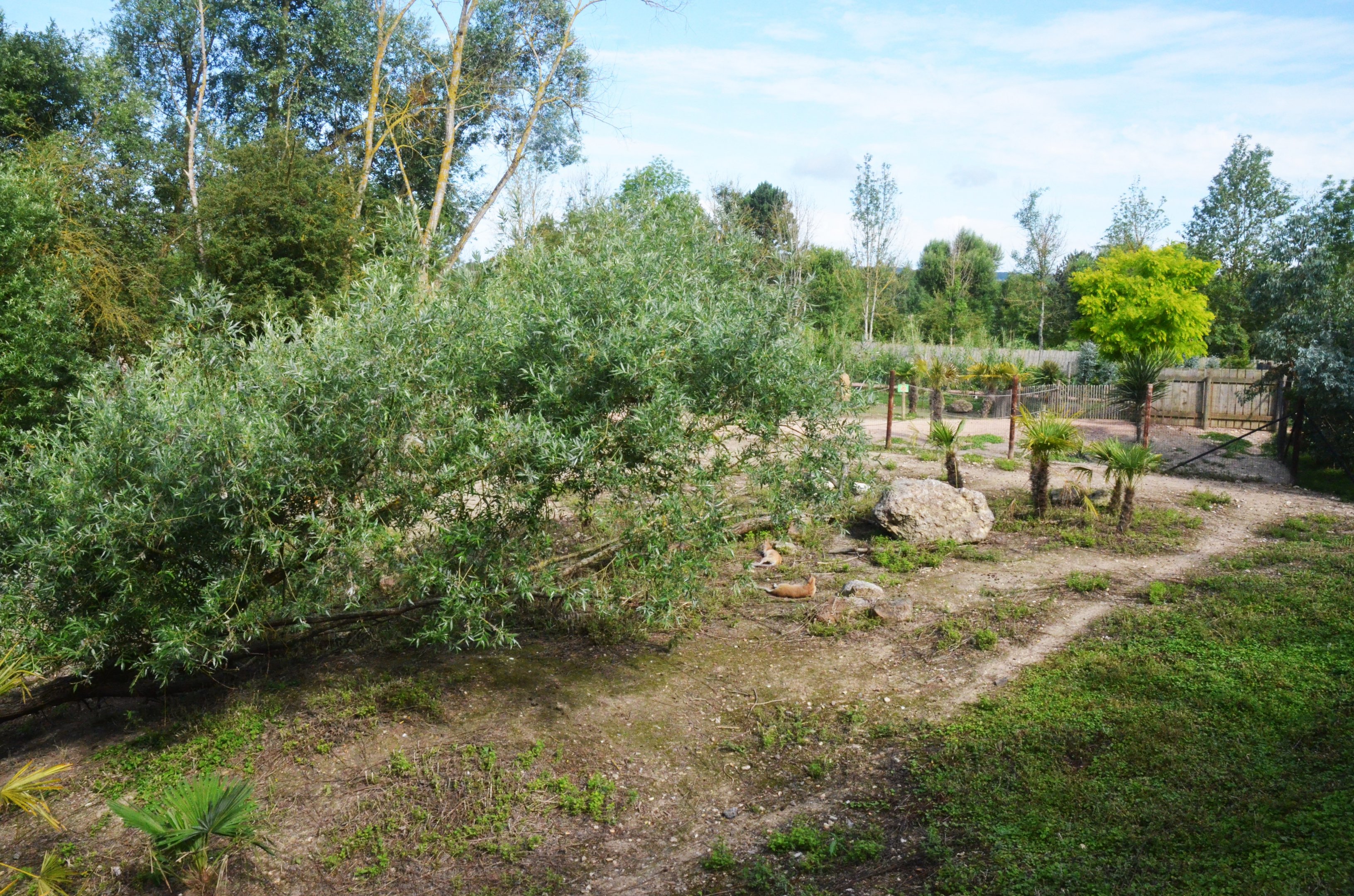 Red Kangaroo and Agile Wallaby Enclosure at Biotropica, 16/06/18