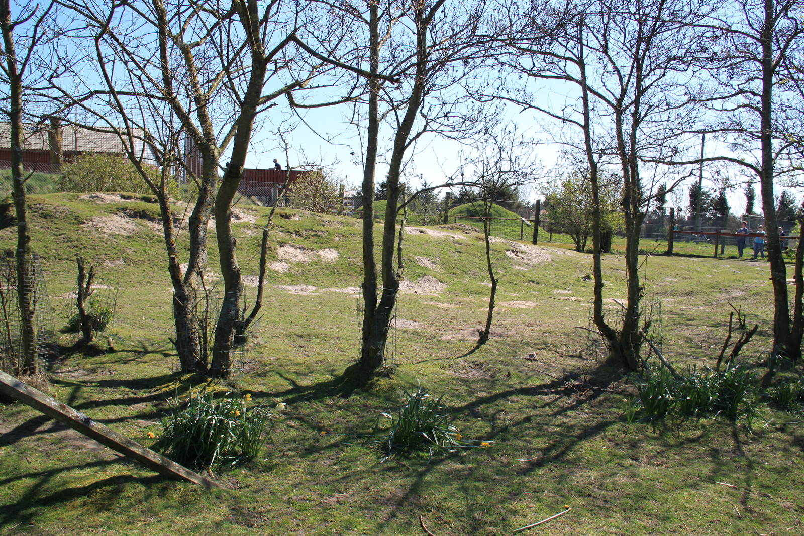 Red Kangaroo and Bennett's Wallaby Enclosure