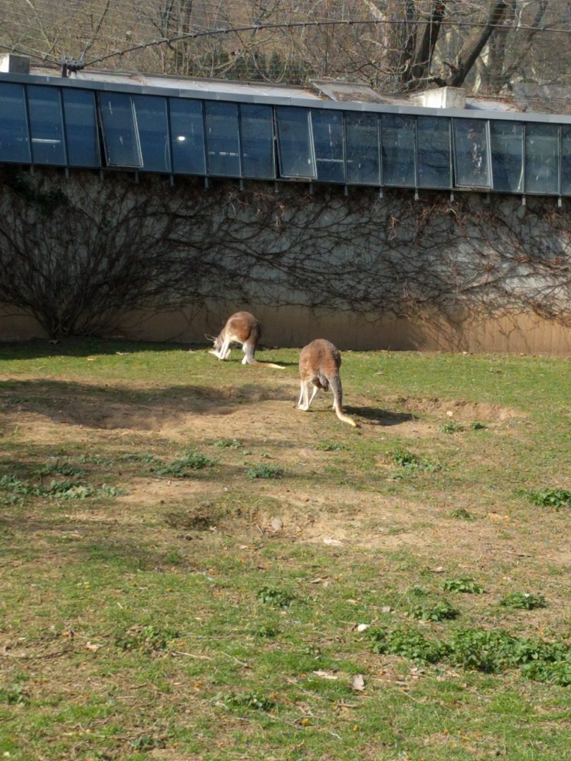 Red Kangaroo and Cape Baren Goose Enclosure Wilhelma 2019