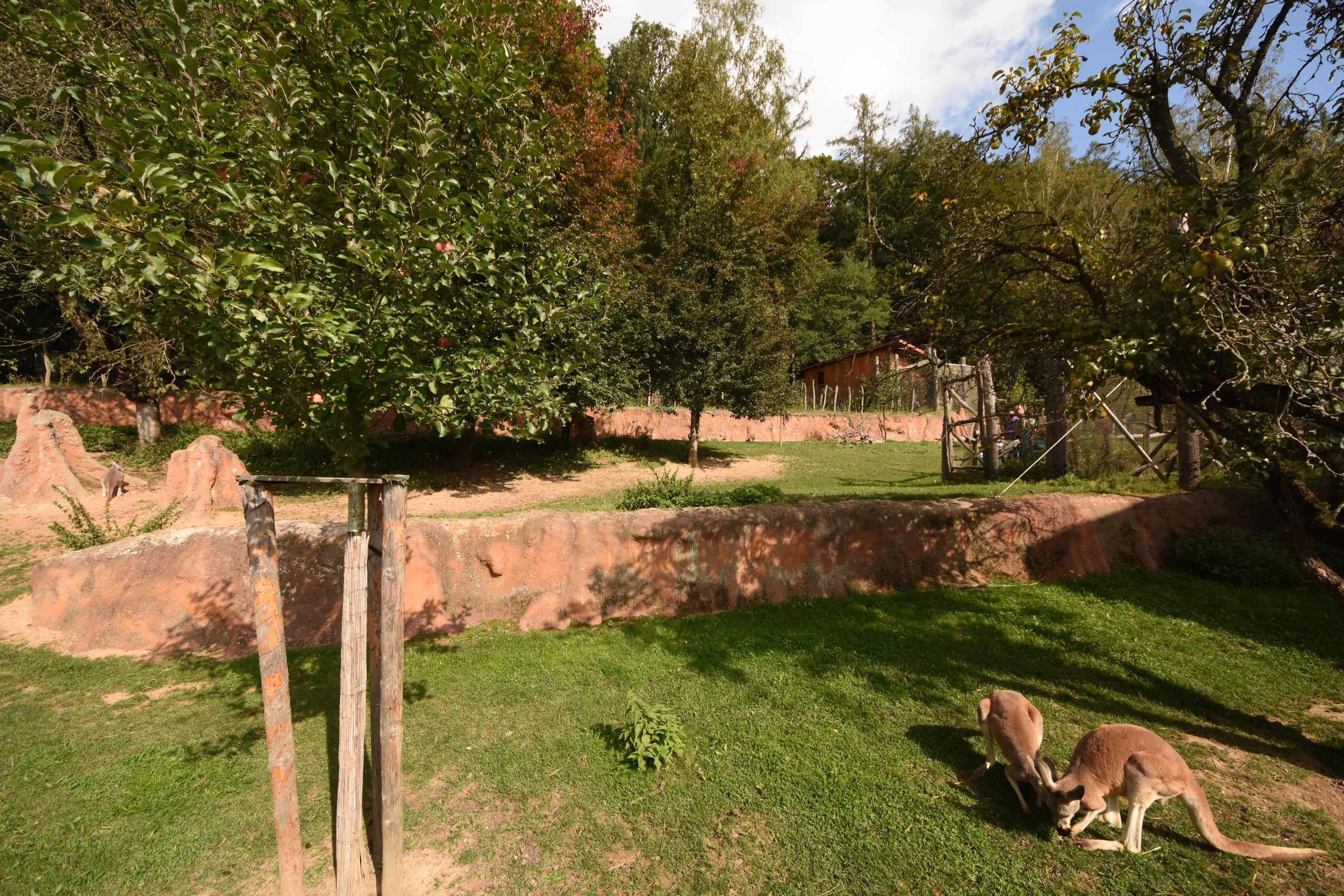 Red kangaroo and Dusky pademelon enclosure