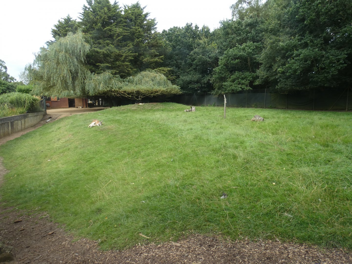 Red kangaroo and emu enclosure