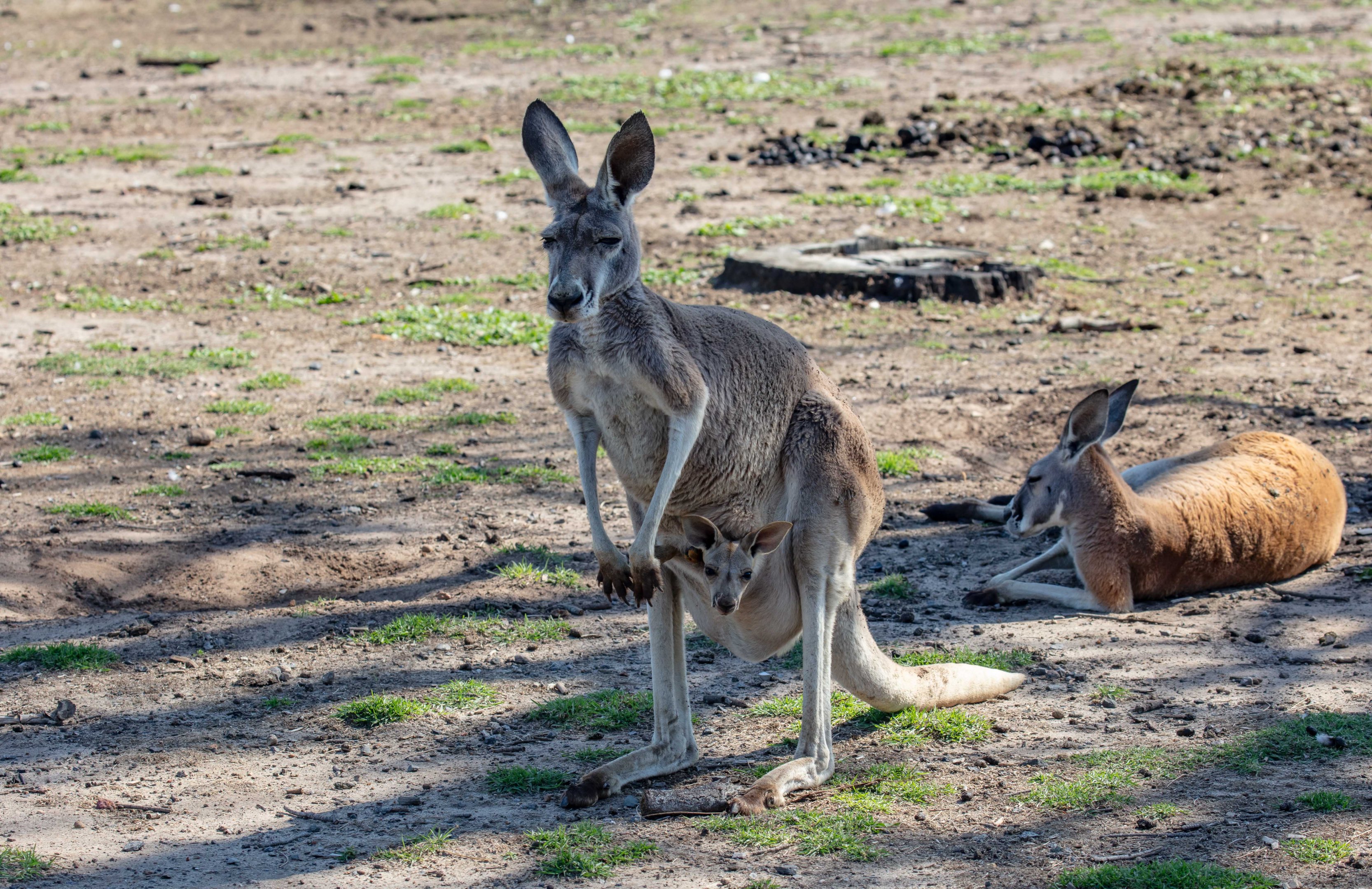 Red Kangaroo and joey