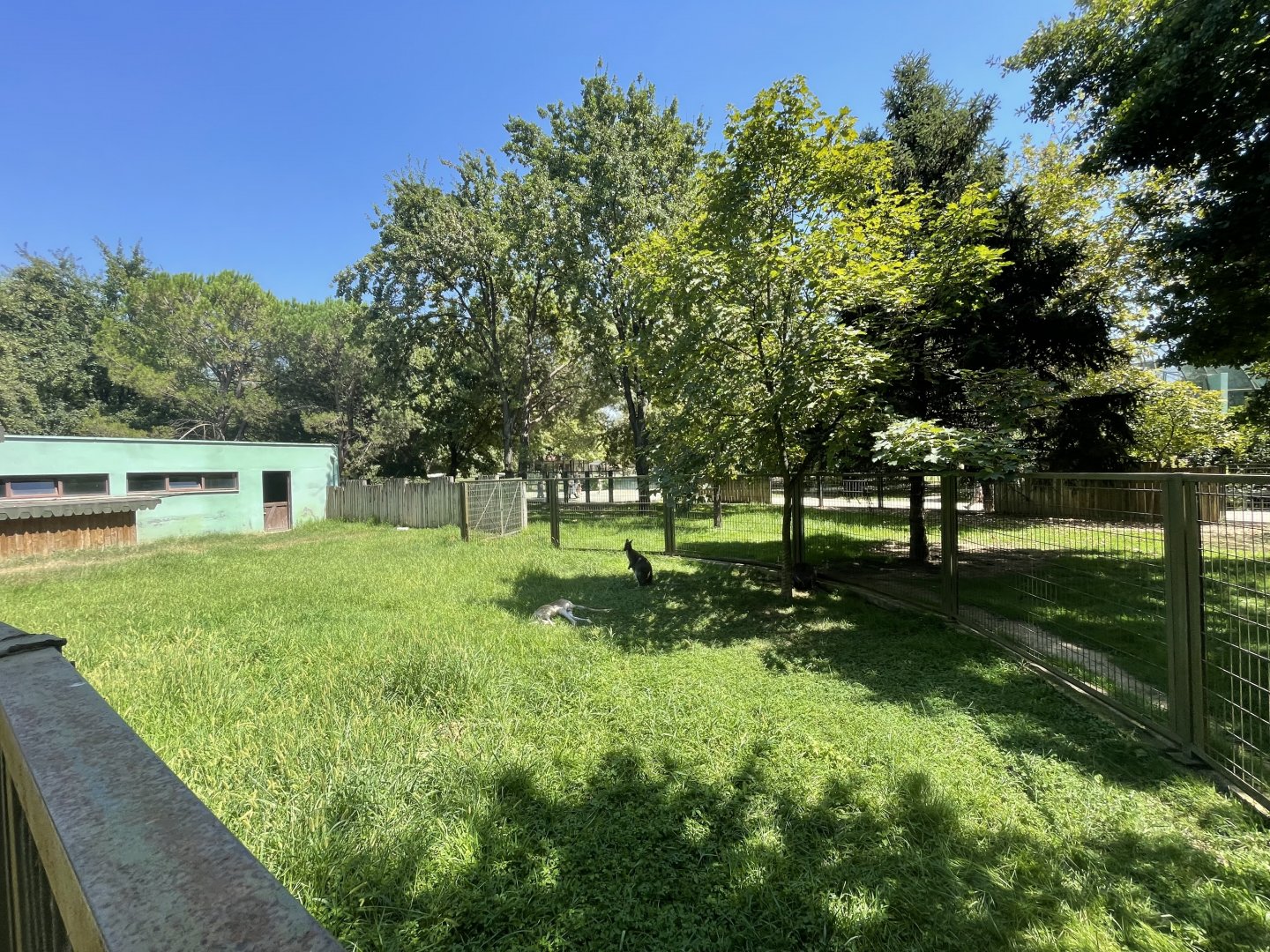 Red kangaroo and red necked wallaby exhibit