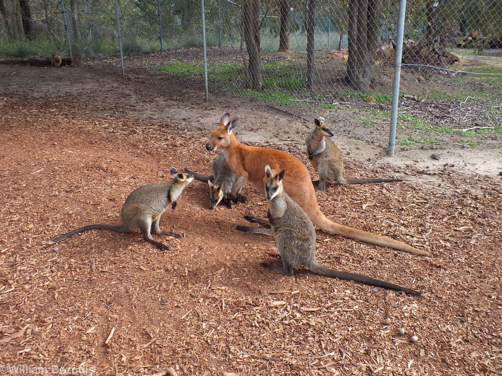 Red Kangaroo and Swamp Wallabies - Cohunu Koala Park