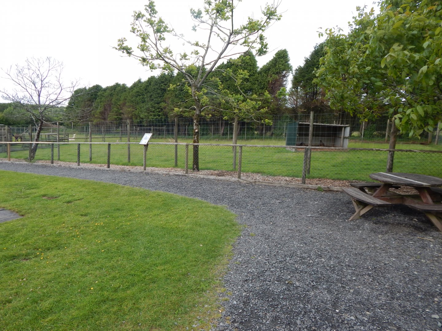 Red kangaroo and Swamp wallaby enclosure 050625