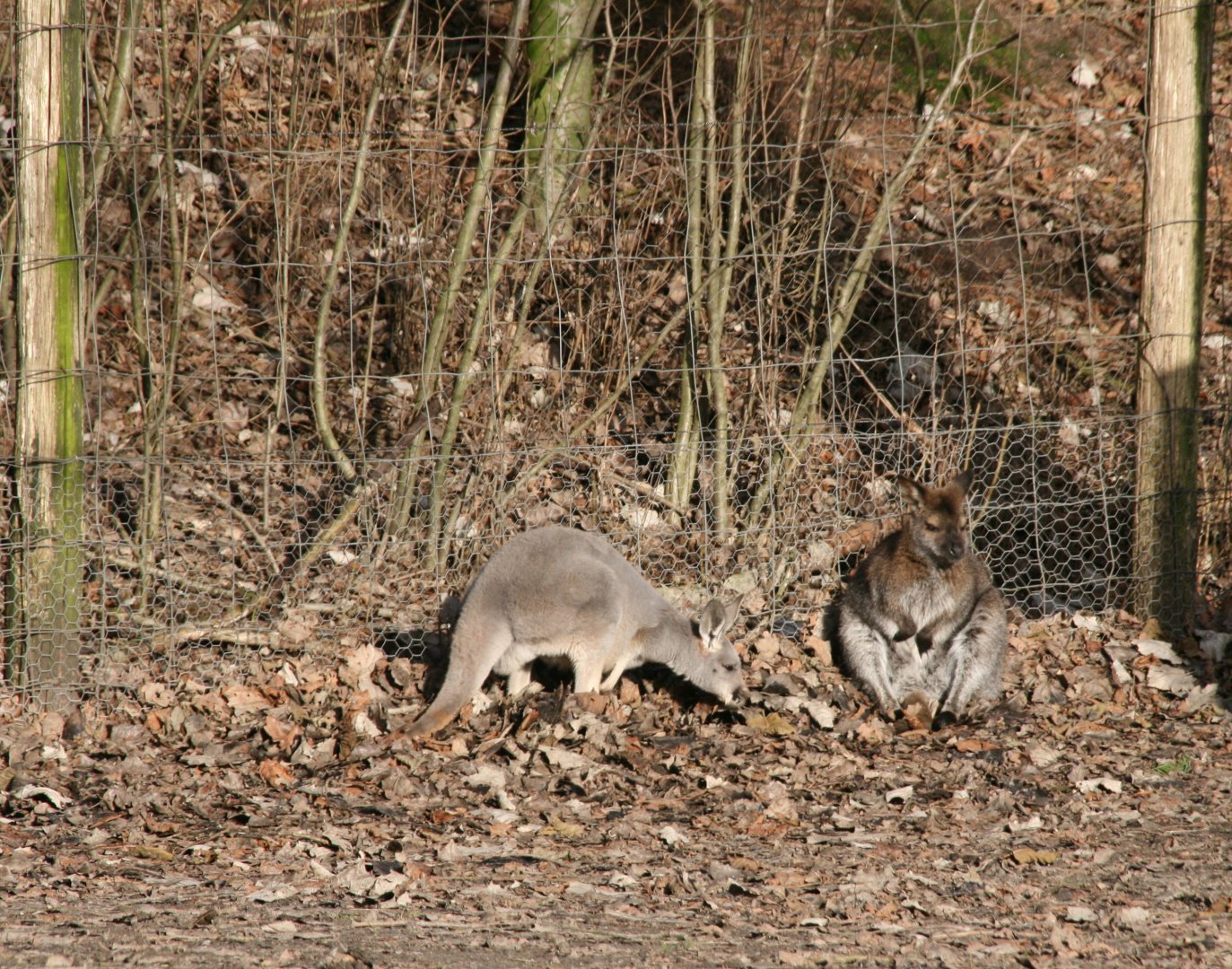 Red kangaroo and Wallaby