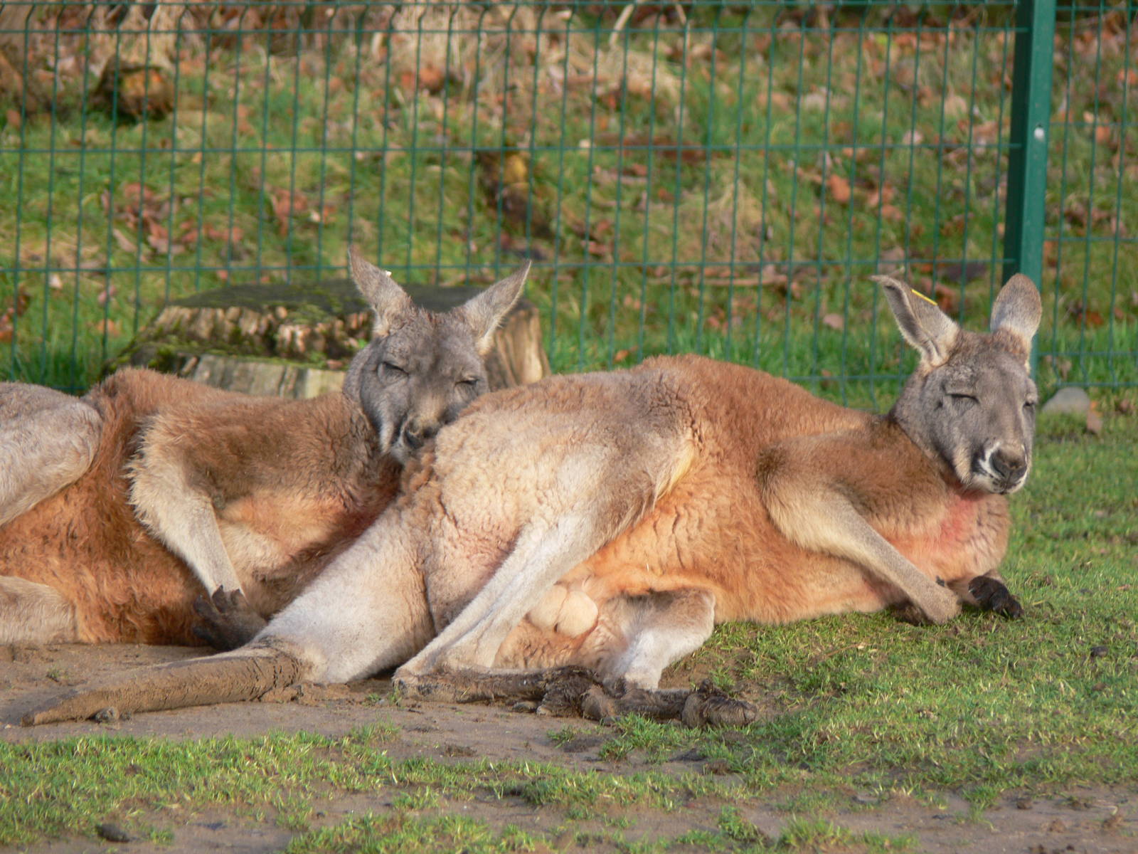 Red Kangaroo at Blackpool Zoo, 09/12/12
