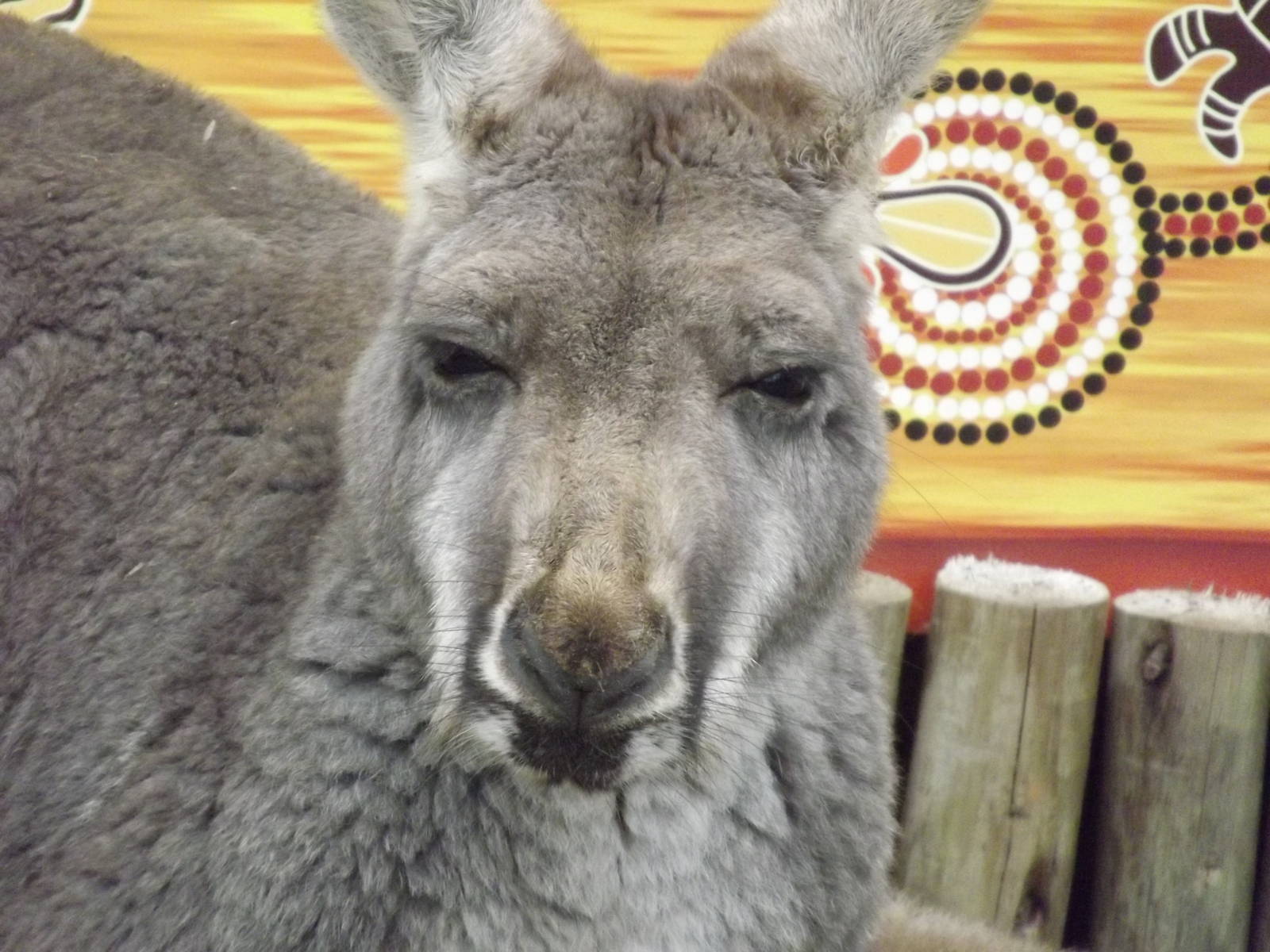 Red Kangaroo at Blackpool Zoo 11/03/12