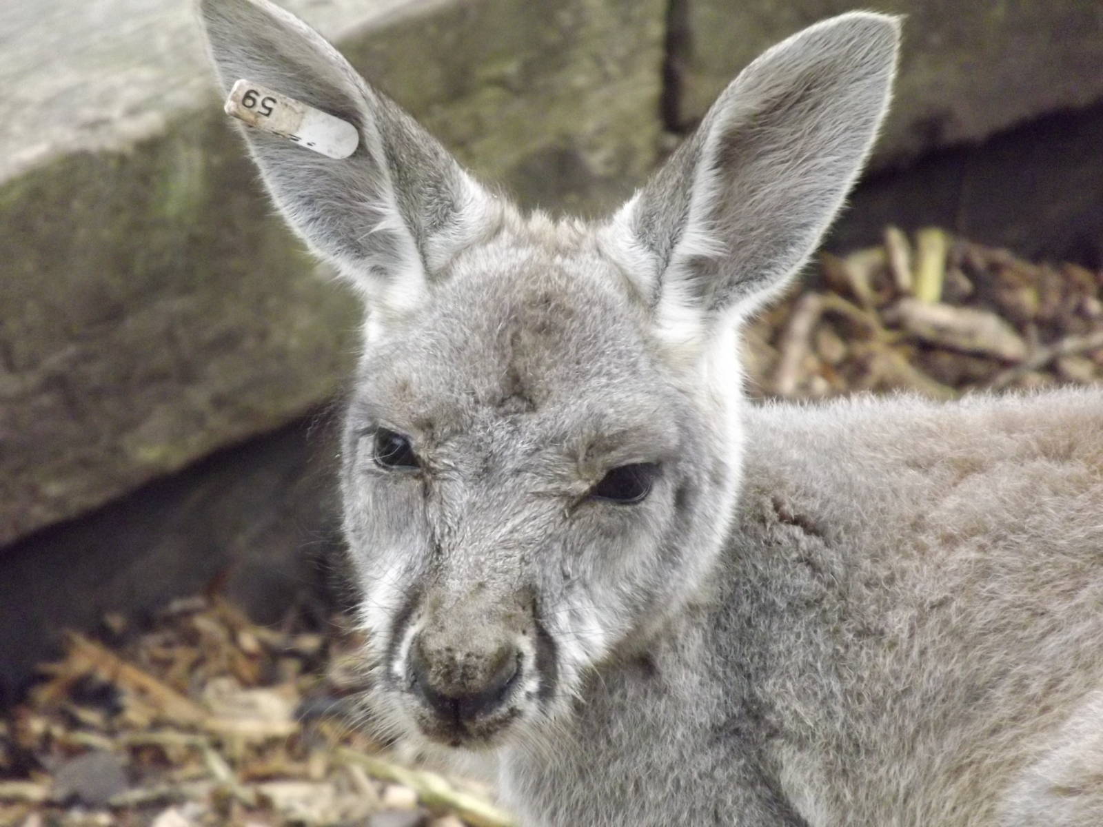 Red Kangaroo at Blackpool Zoo 11/03/12