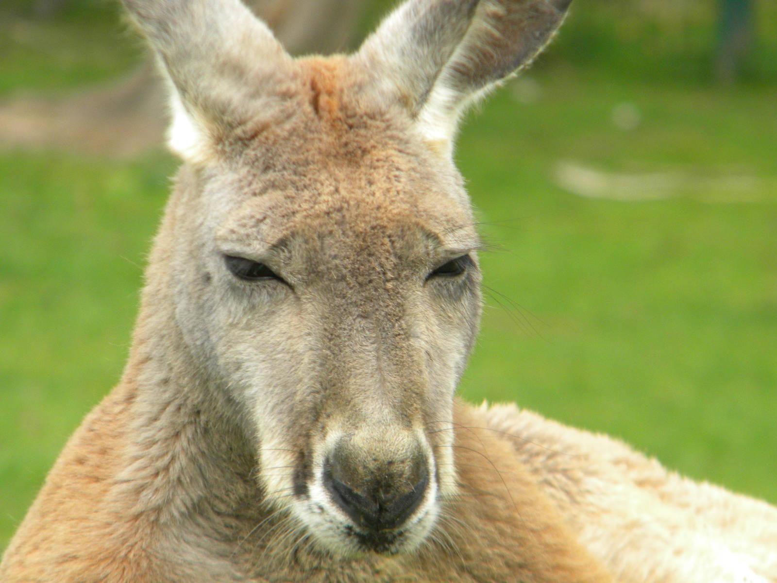 Red Kangaroo at Blackpool Zoo 12/09/11