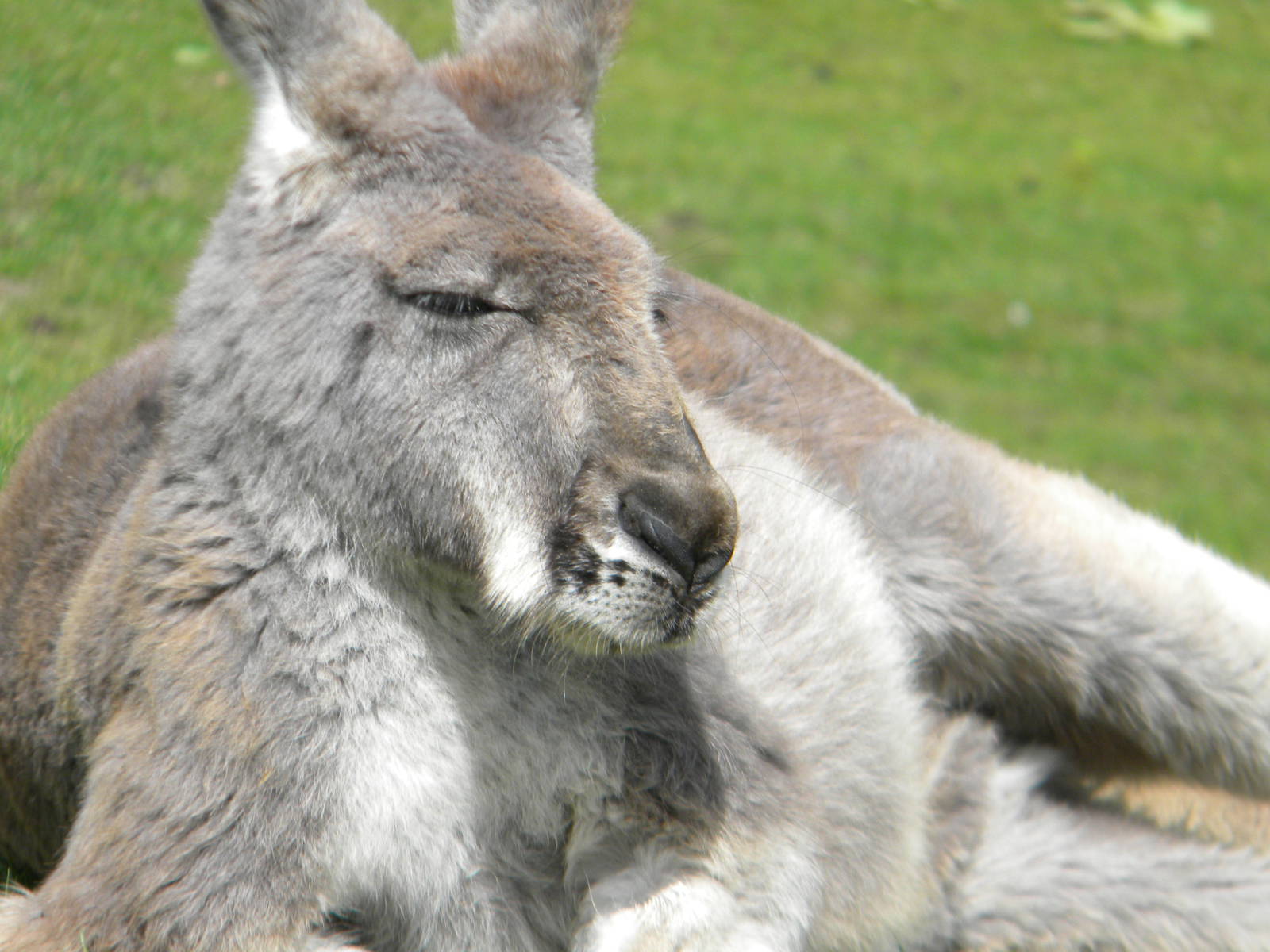Red Kangaroo at Blackpool Zoo 14/05/11