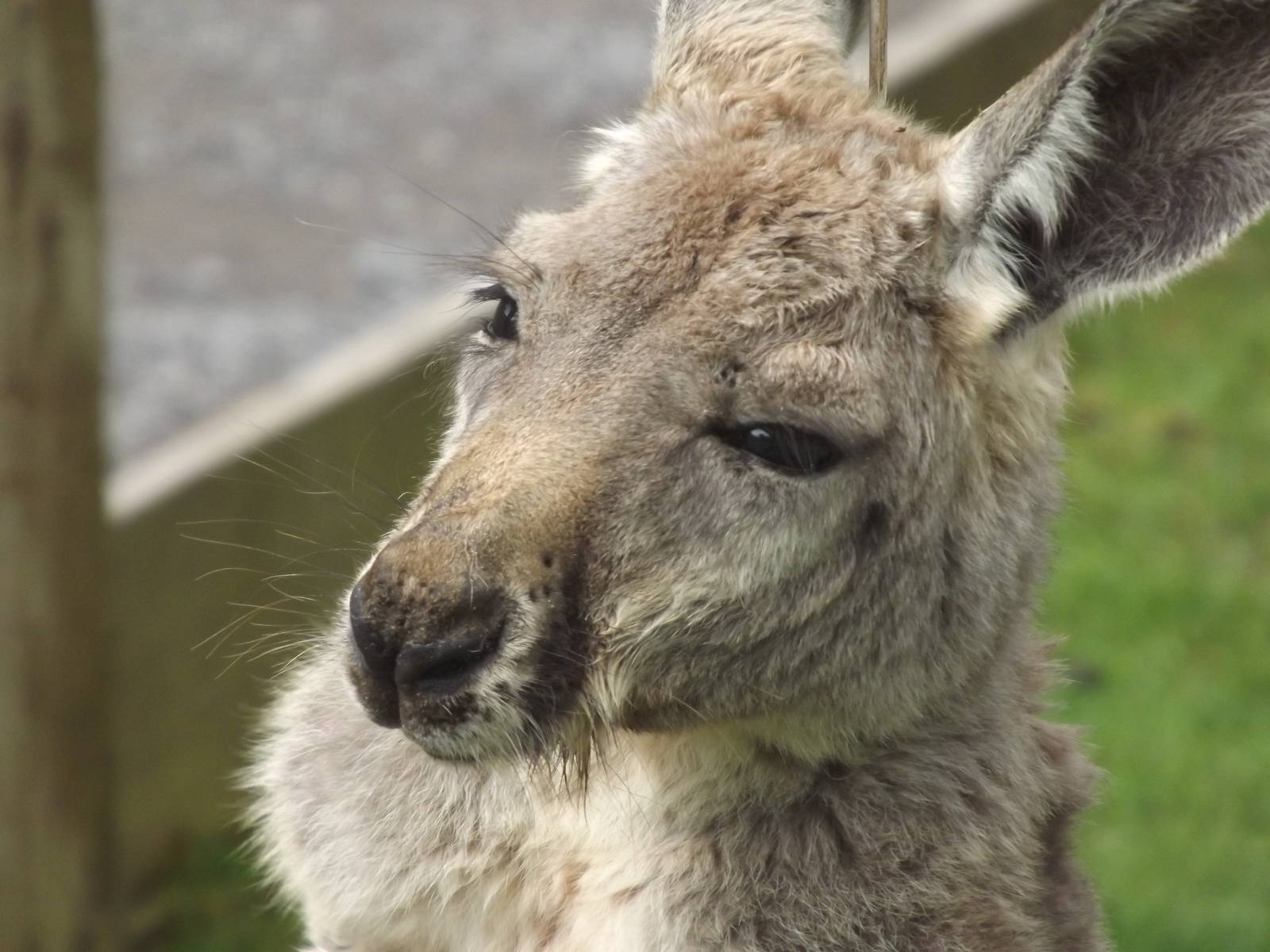 Red Kangaroo at Blackpool Zoo 19/05/12