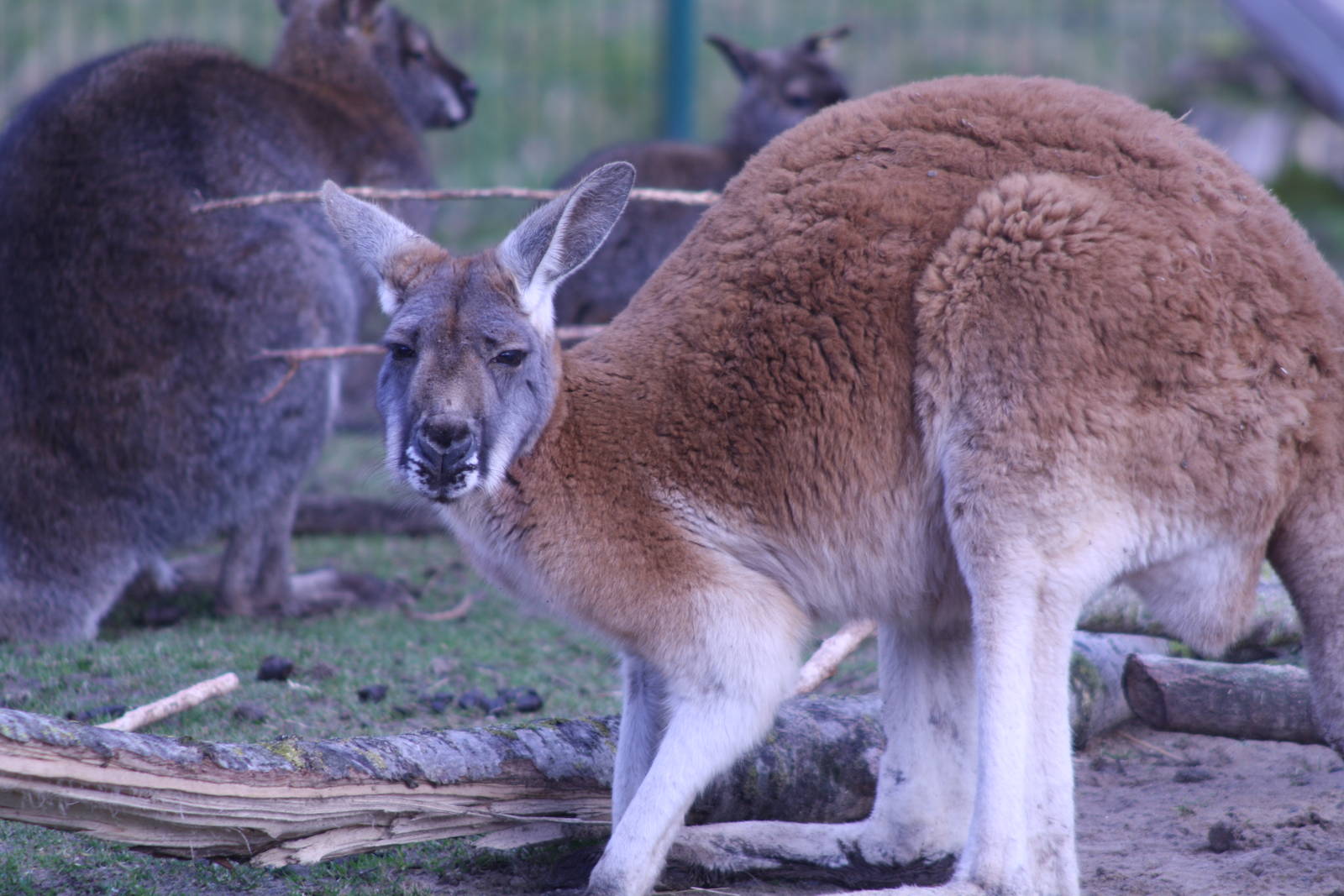 Red Kangaroo at Blackpool Zoo, 20/02/14