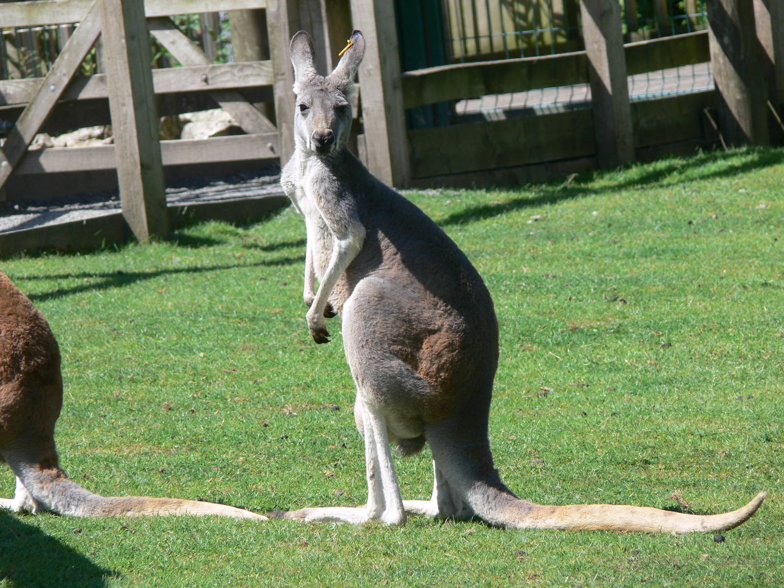Red Kangaroo at Blackpool Zoo, 29/06/14
