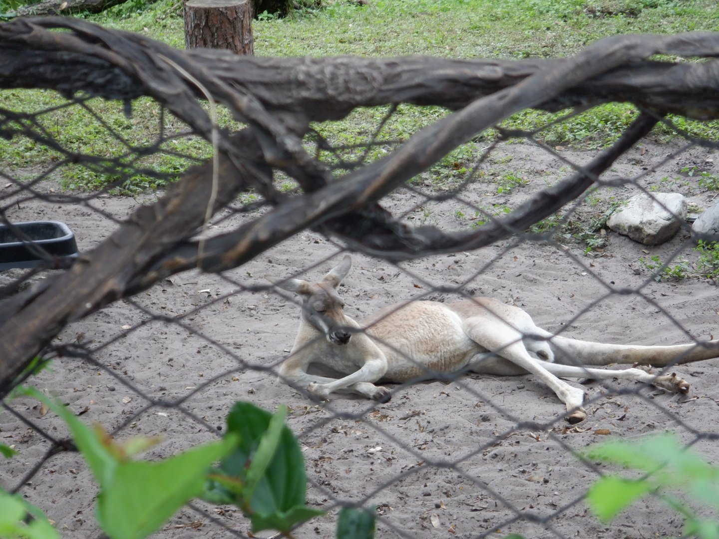 Red Kangaroo at Disney's Animal Kingdom