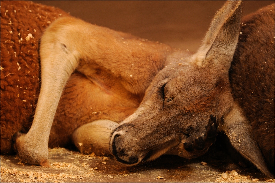 Red kangaroo at Hamburg