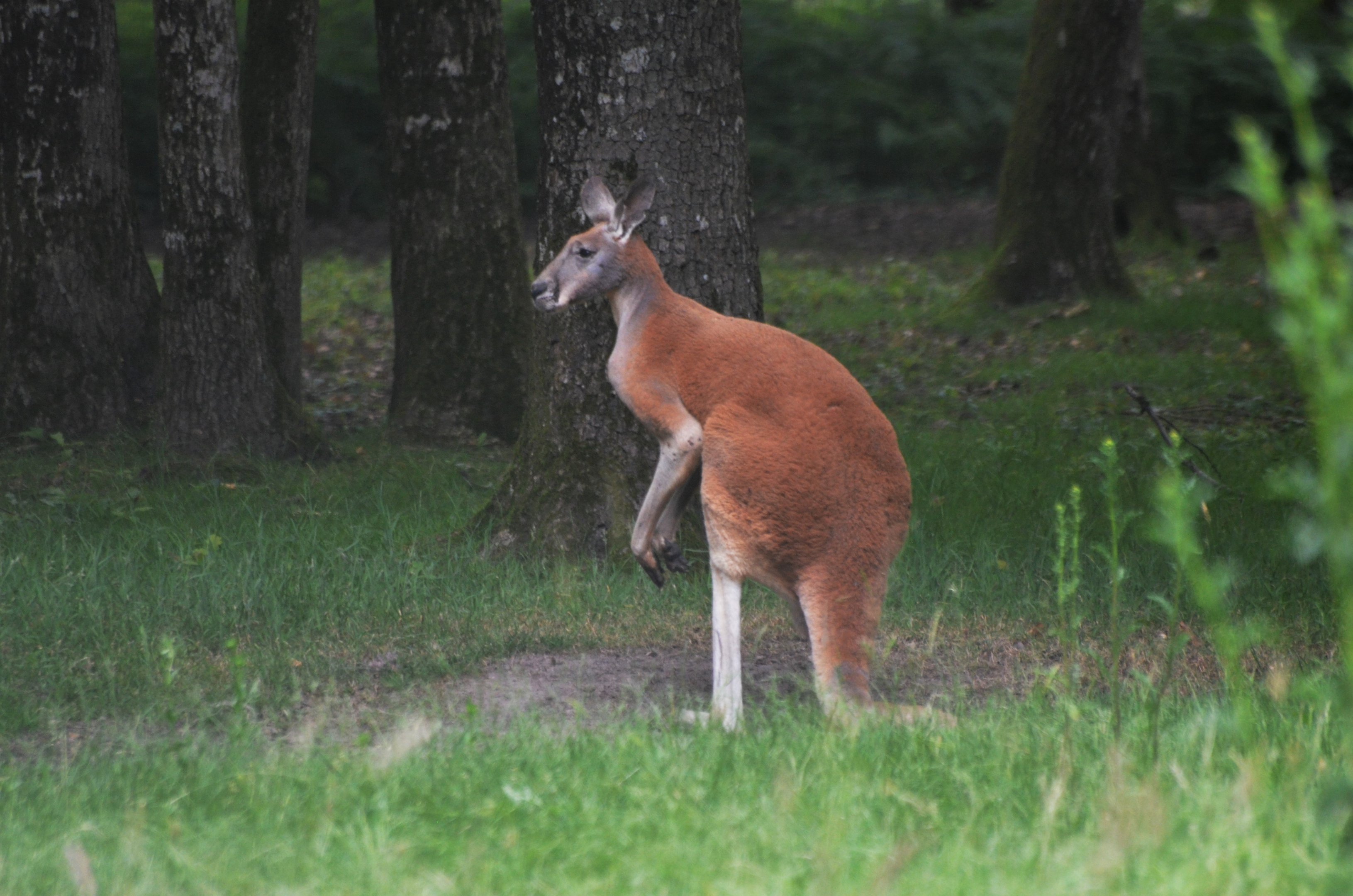 Red Kangaroo at Haute-Touche, 14/06/18