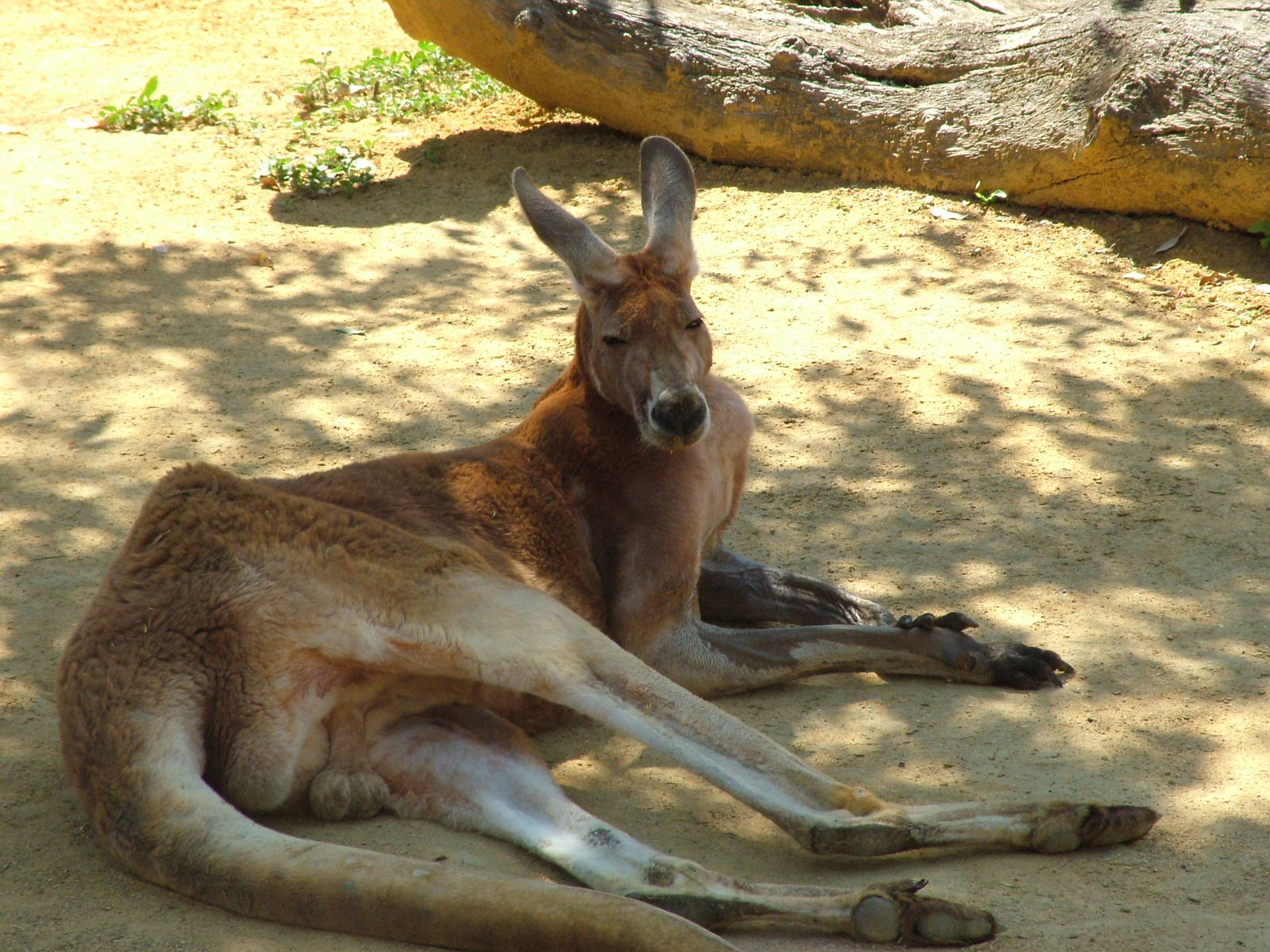 Red Kangaroo at Madrid Zoo Aquarium, 26/05/11