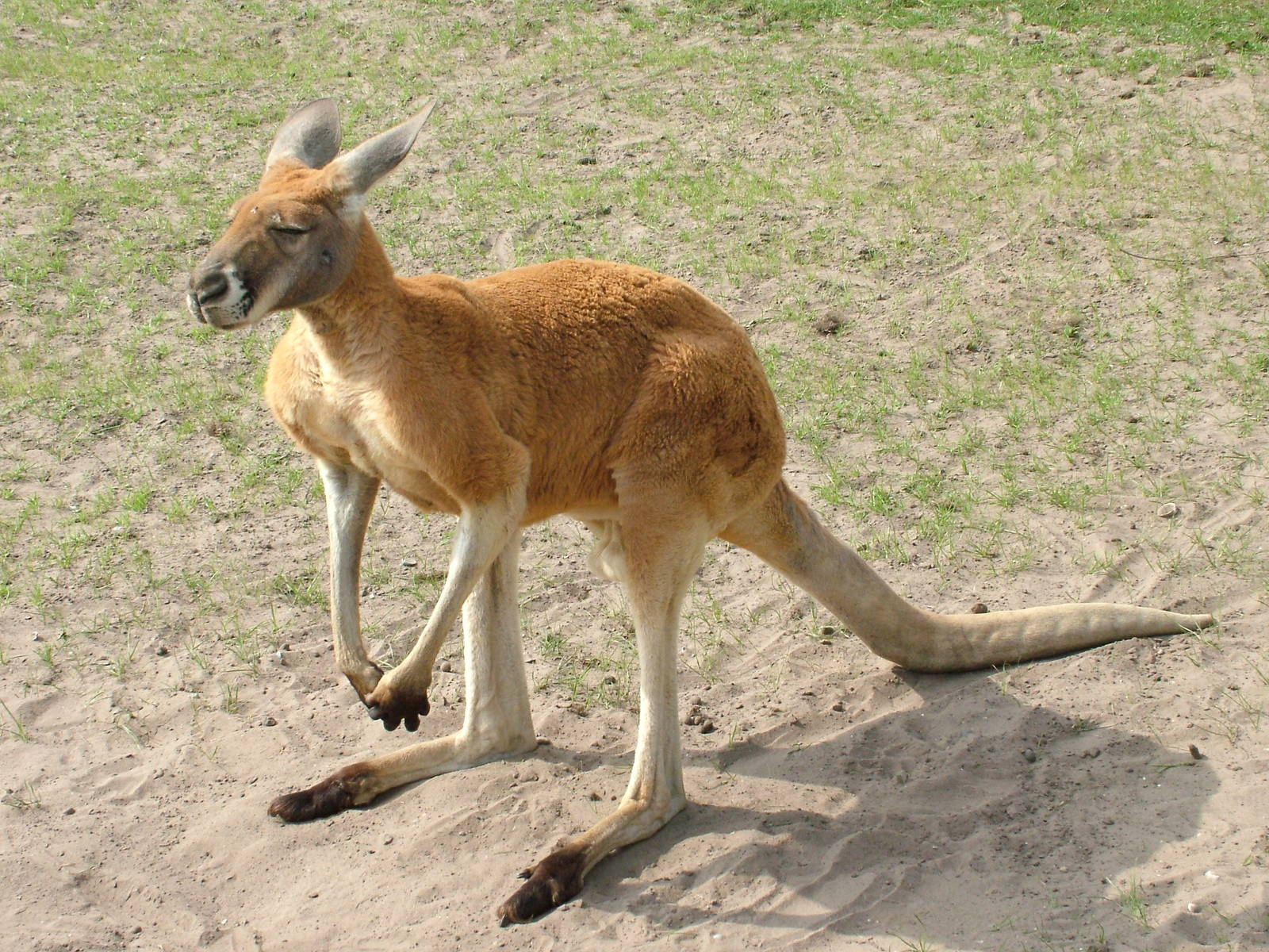 Red Kangaroo at Overloon 14/05/09