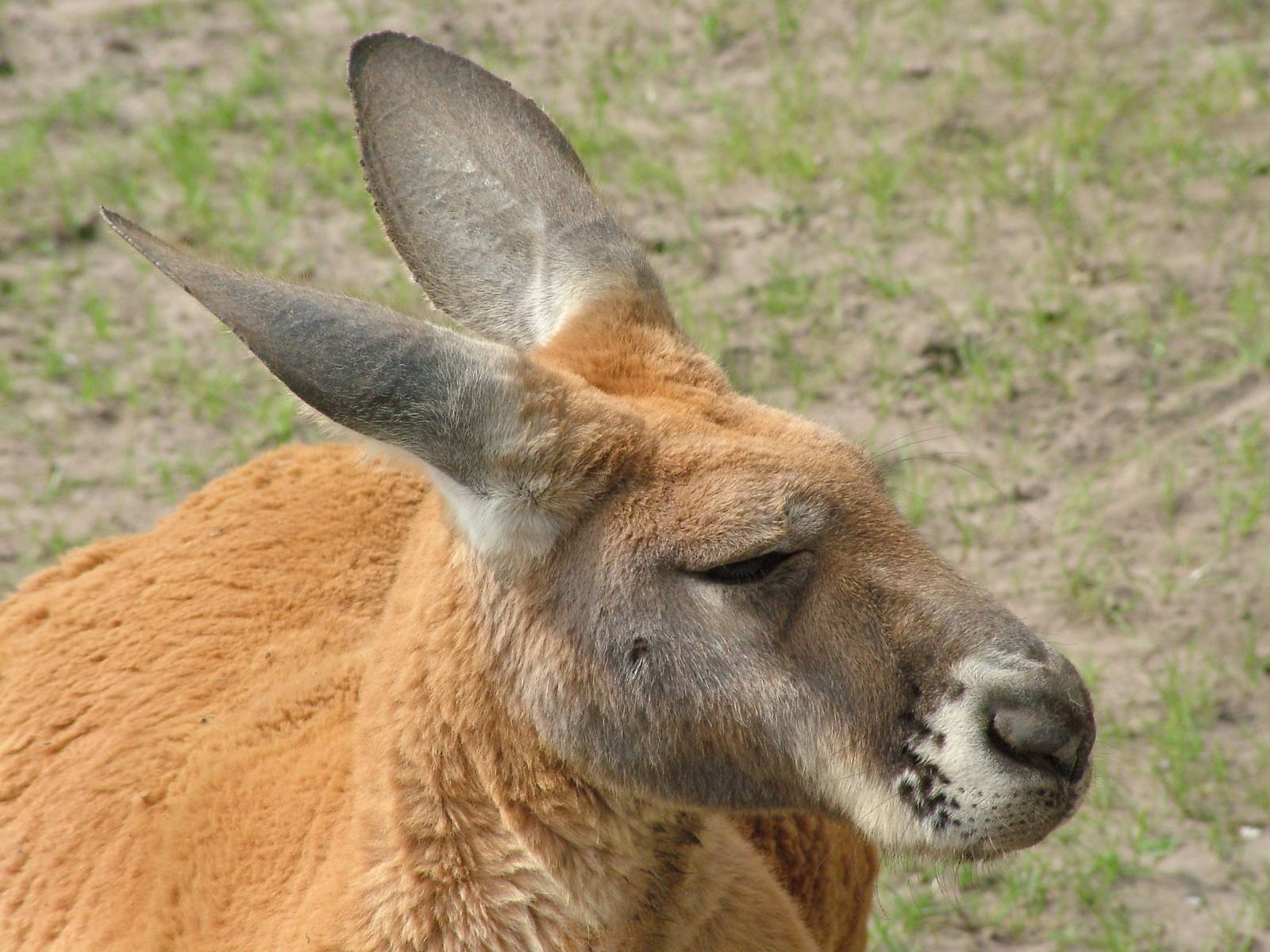 Red Kangaroo at Overloon 14/05/09