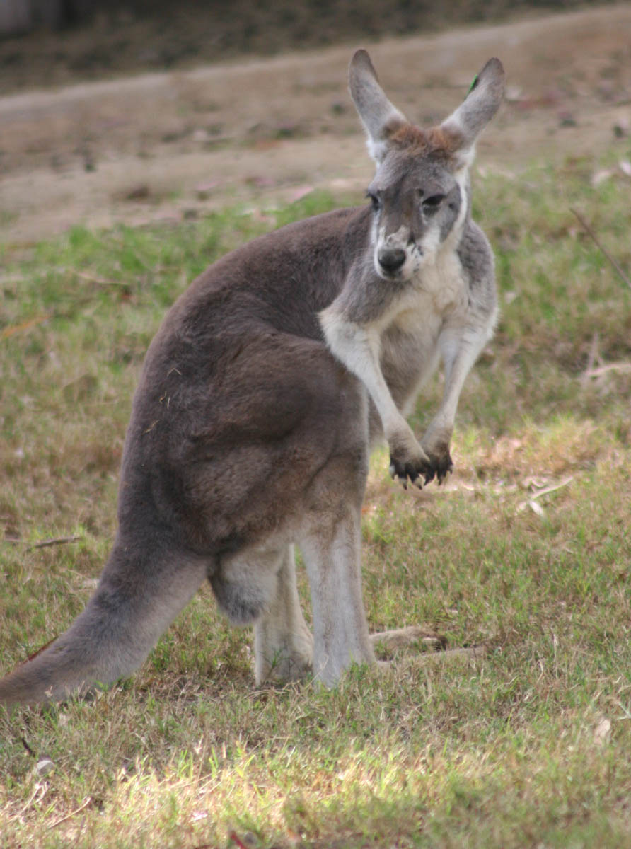 Red Kangaroo at the WWZ